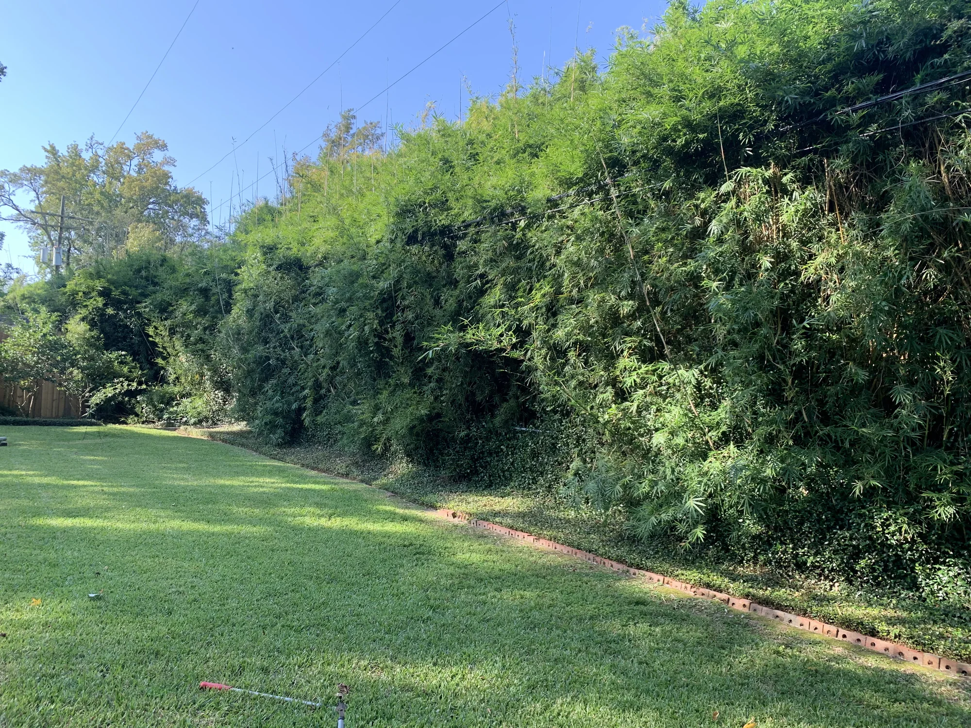 Maintained lawn bordered by mature green landscaping